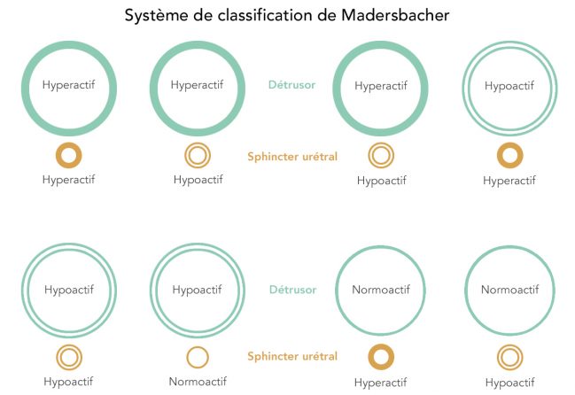 Classification Madersbacher